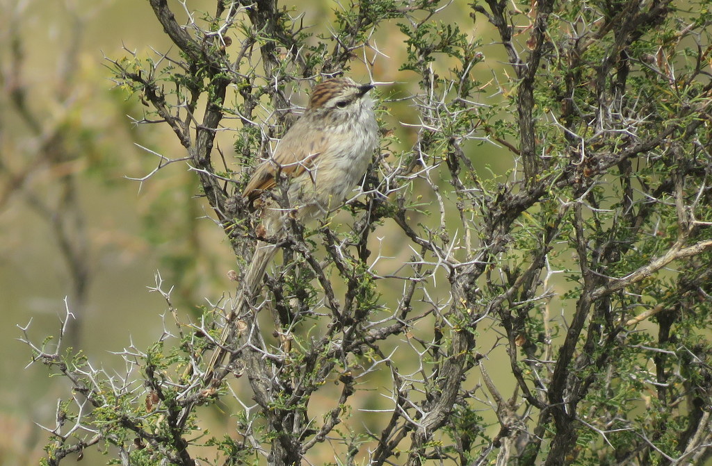 Plain-mantled Tit-spinetail
