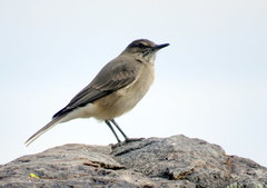 Black-Billed Shrike-Tyrant photo 2