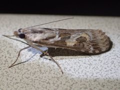 Nomophila corticalis