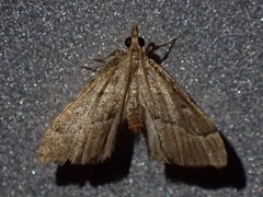 Diplopseustis prophetica