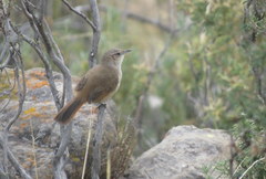 Phacellodomus striaticeps