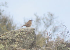 Upucerthia validirostris