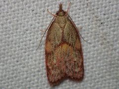 Enchocrates glaucopis