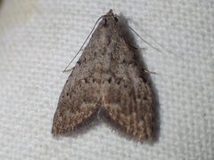 Nola pleurosema