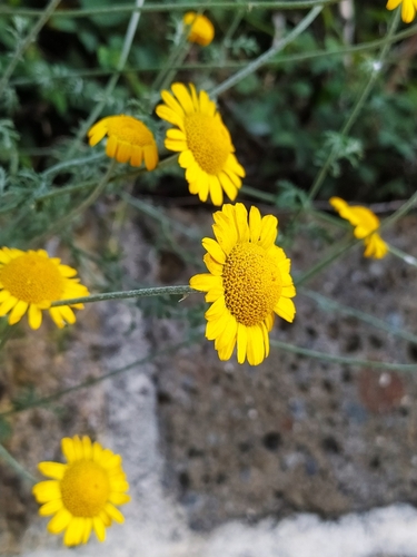 Dyer's chamomile (Cota tinctoria)