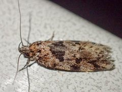 Barea melanodelta