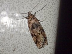 Barea melanodelta