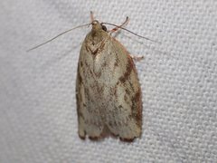Euchaetis inceptella