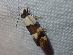 Euphiltra eroticella