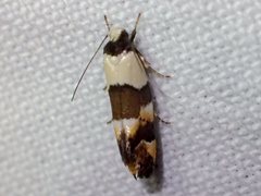 Euphiltra eroticella