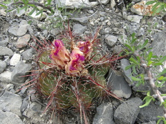 Thelocactus bicolor bicolor