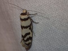 Philobota impletella