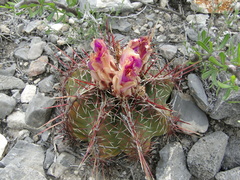 Thelocactus bicolor bicolor