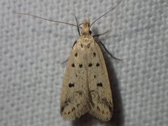 Atheropla decaspila
