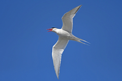 South American Tern photo 4