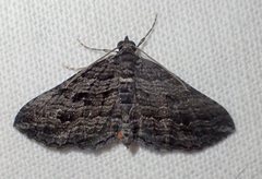 Chrysolarentia severata