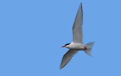 South American Tern photo 2