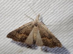 Trigonistis asthenopa