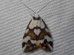 Thallarcha staurocola