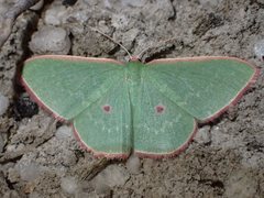 Chlorocoma cadmaria