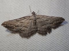 Chrysolarentia severata