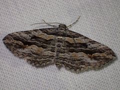 Chrysolarentia severata