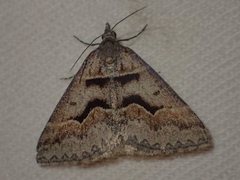 Dichromodes atrosignata