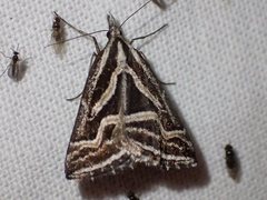 Dichromodes confluaria