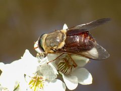 Scaptia abdominalis