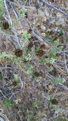 Oedera fruticosa