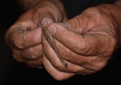 Tantilla hobartsmithi