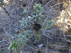 Oedera fruticosa