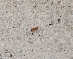 Pseudomethoca simillima