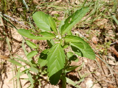 Croton glandulosus septentrionalis