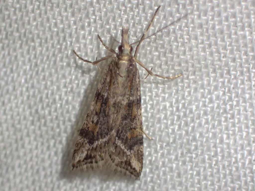 Scoparia ithyntis
