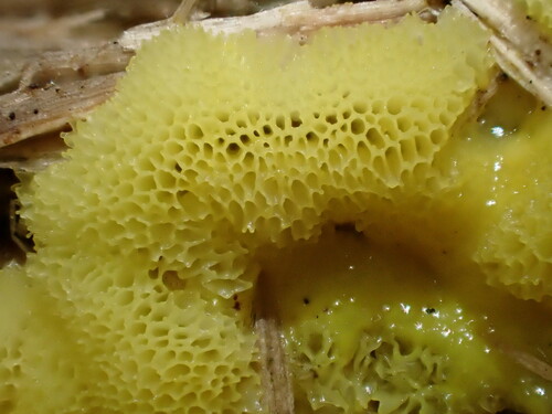 Ceratiomyxa porioides nuotrauka