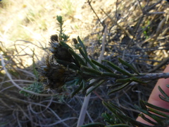 Oedera fruticosa