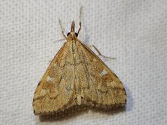 Udea hyalistis