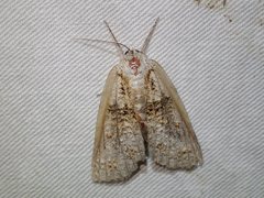 Mochlotona phasmatias