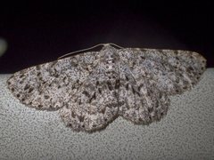 Thallogama corticola