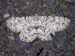 Thallogama corticola