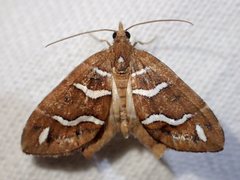 Chaetolopha niphosticha