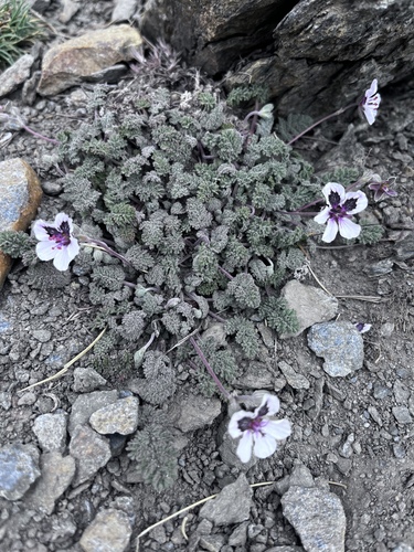 Erodium cheilanthifolium (Erodium cheilanthifolium)