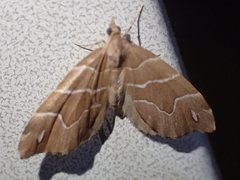 Chaetolopha leucophragma