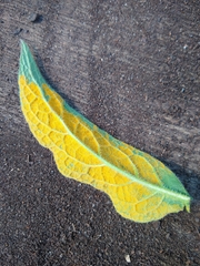 Pucciniastrum symphyti