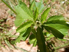 Croton glandulosus septentrionalis
