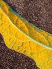 Pucciniastrum symphyti