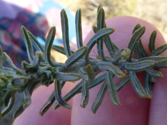 Oedera fruticosa