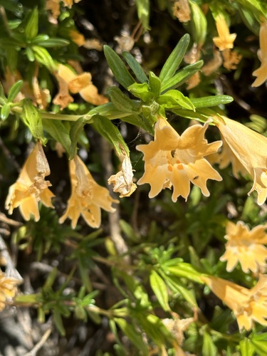 Chaparral bush monkeyflower (Diplacus linearis)