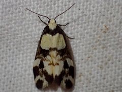 Thallarcha phalarota